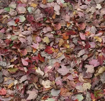 Wykładzina dywanowe FORBO 000532FR Autumn leaves - red Flotex Vision Fr Biblioteka Cyfrowa - Rolka - 3.3  mm
